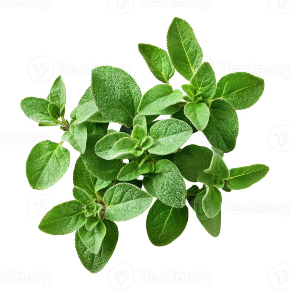 Fresh oregano close up transparent background png