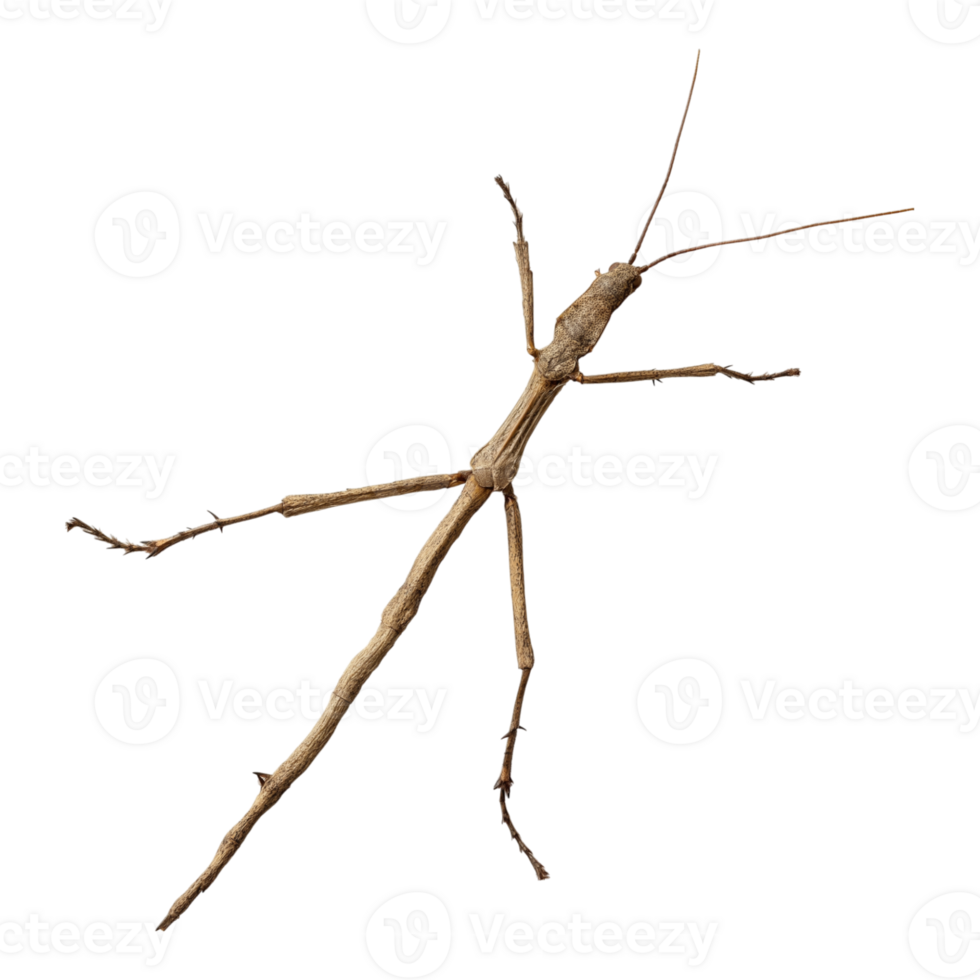 A stick insect with long legs and long legs png