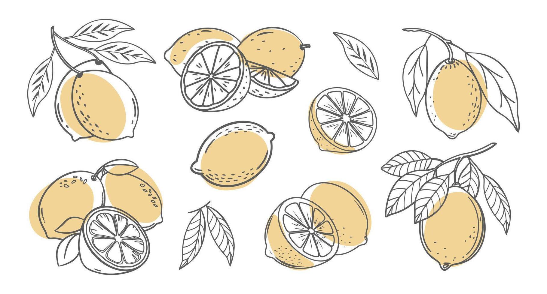 Lemon fruit outline set. Collection of lemon sketches with yellow spots. Hand drawn illustration. vector