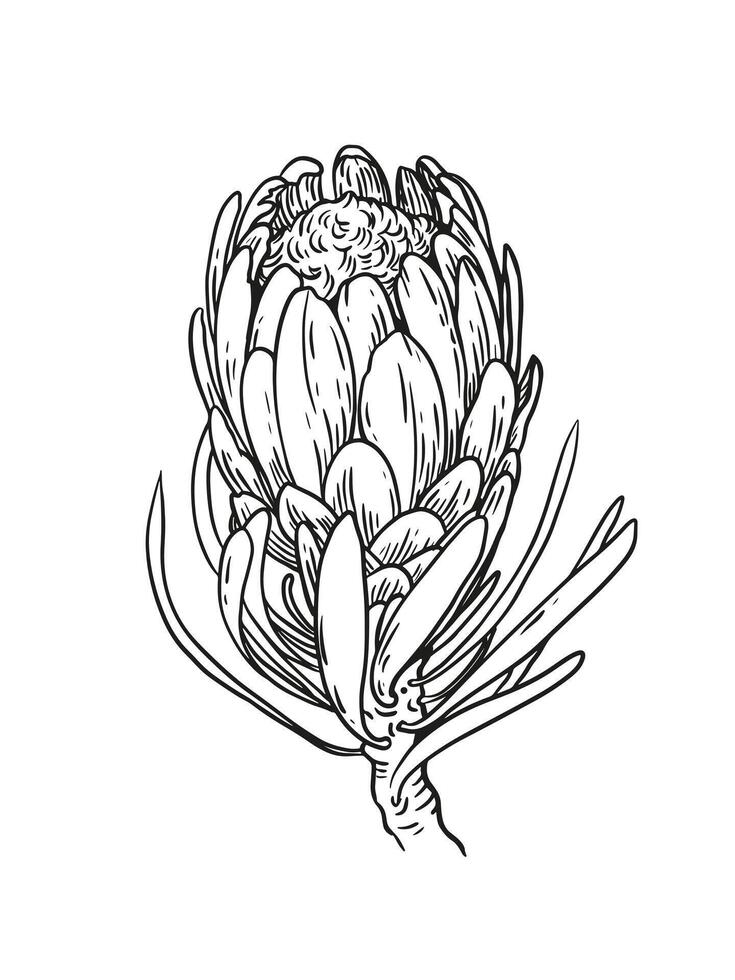 Outline protea flower. Realistic botanic illustration. Vintage floral cover design vector