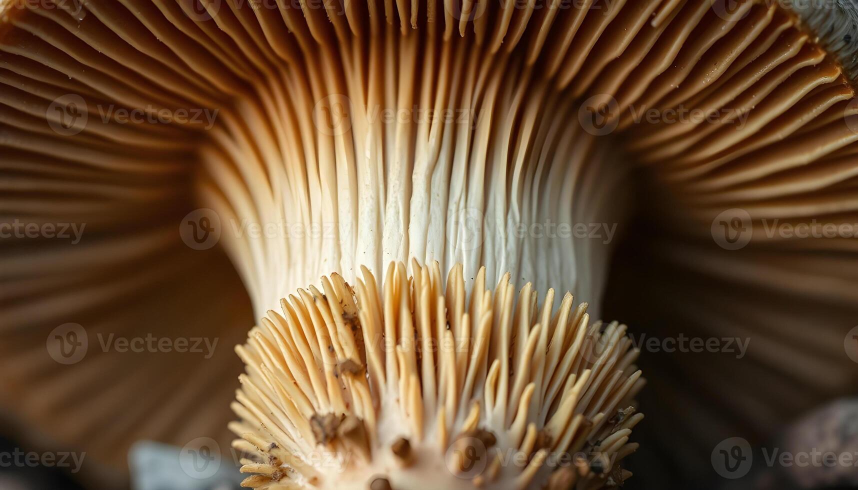 High-Detail Macro Mushroom Image for Botanical Posters and Nature Photography Collections photo