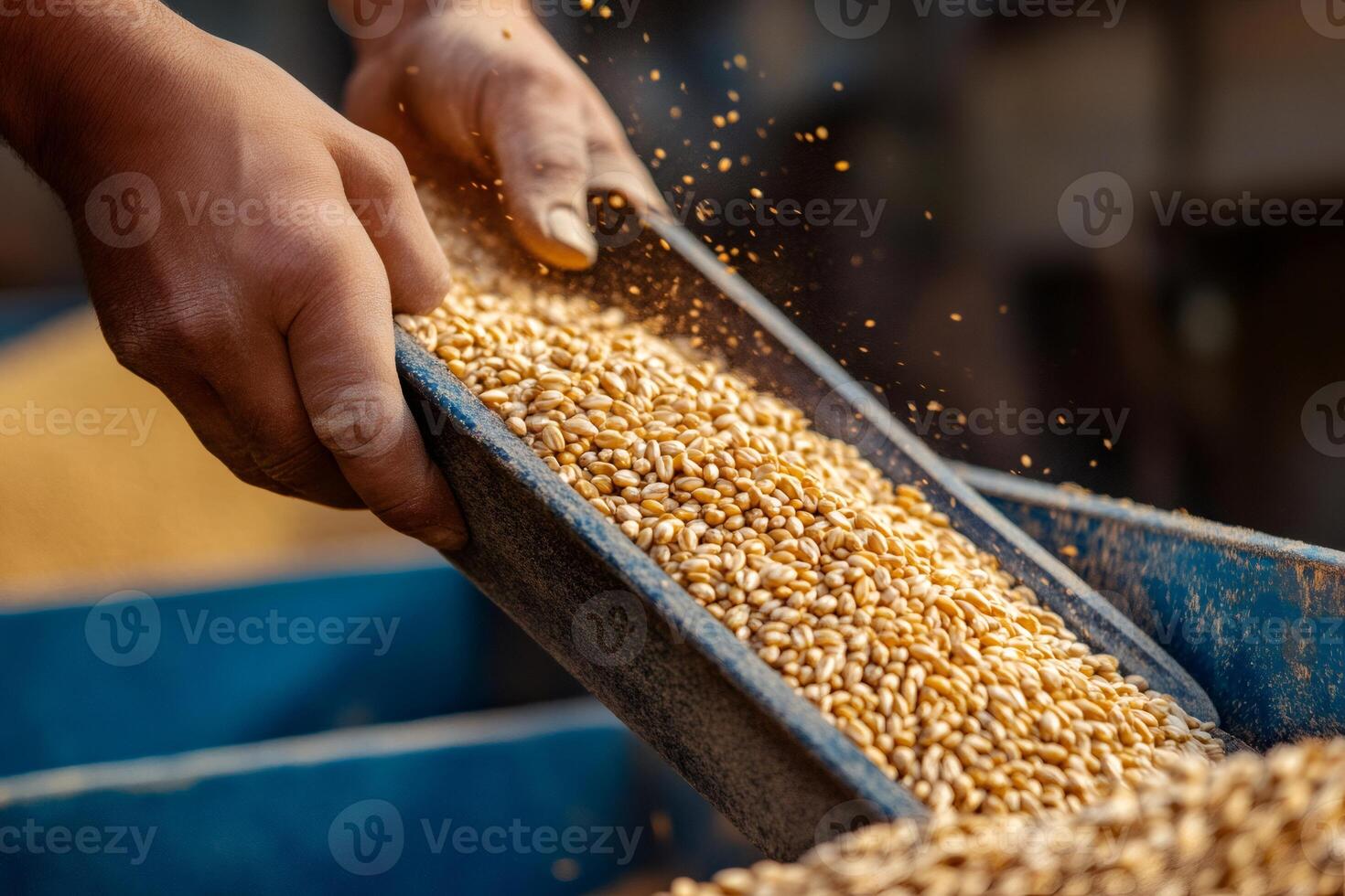 Farmer checking wheat quality after harvest in container photo
