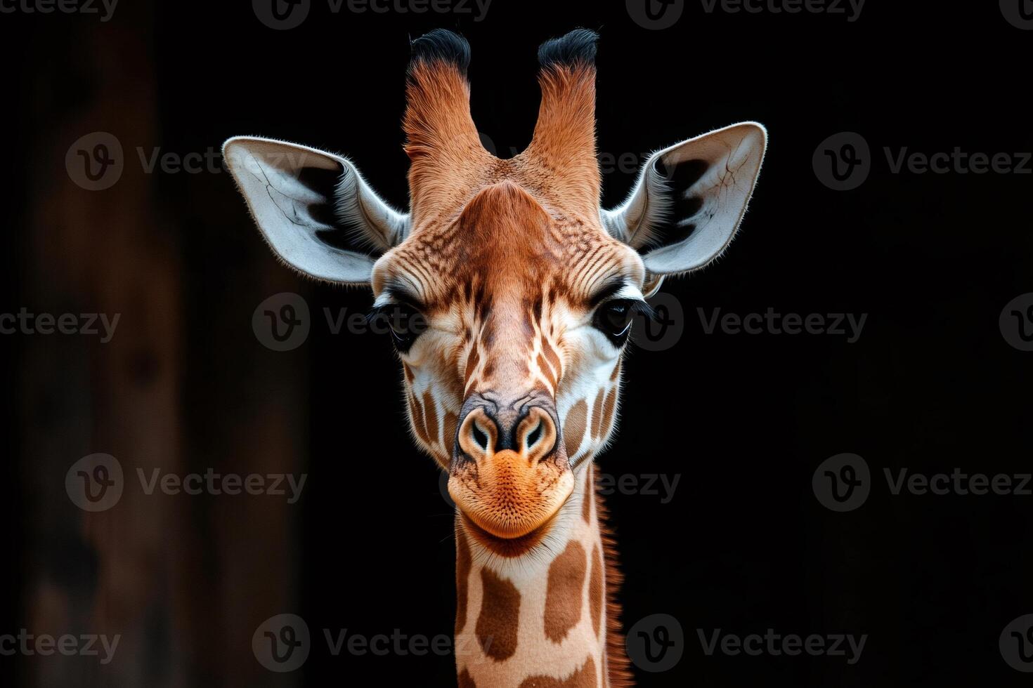 Portrait of giraffe showing head and neck on black background photo