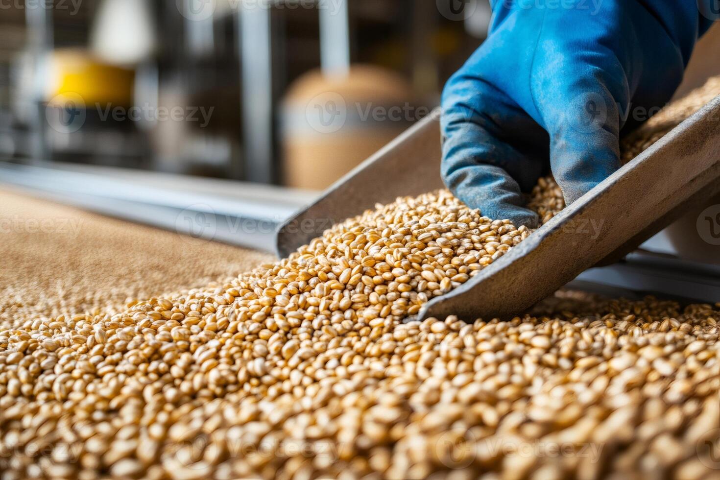 Farmer pouring wheat grain into conveyor belt in processing plant photo