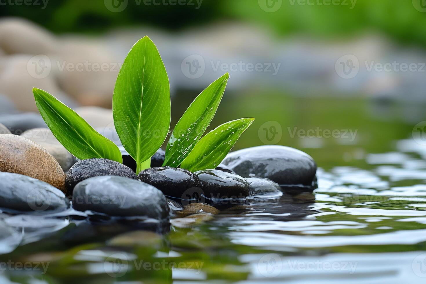 Green plant growing from wet pebbles in a peaceful pond photo