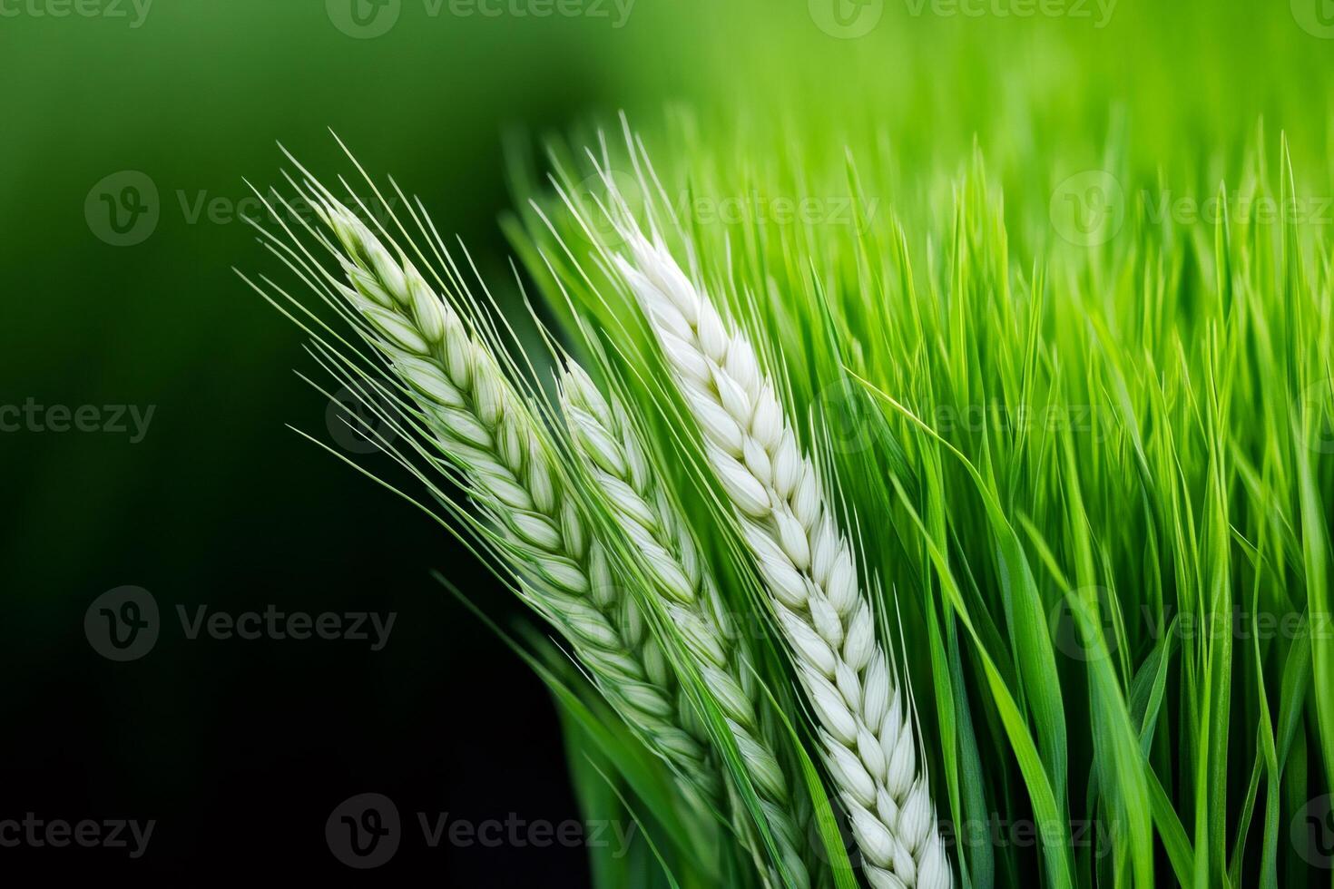 Green wheat growing in a field of lush grass photo