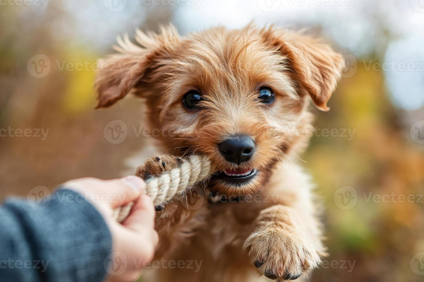 Adorable puppy biting rope playing with owner in autumn park photo