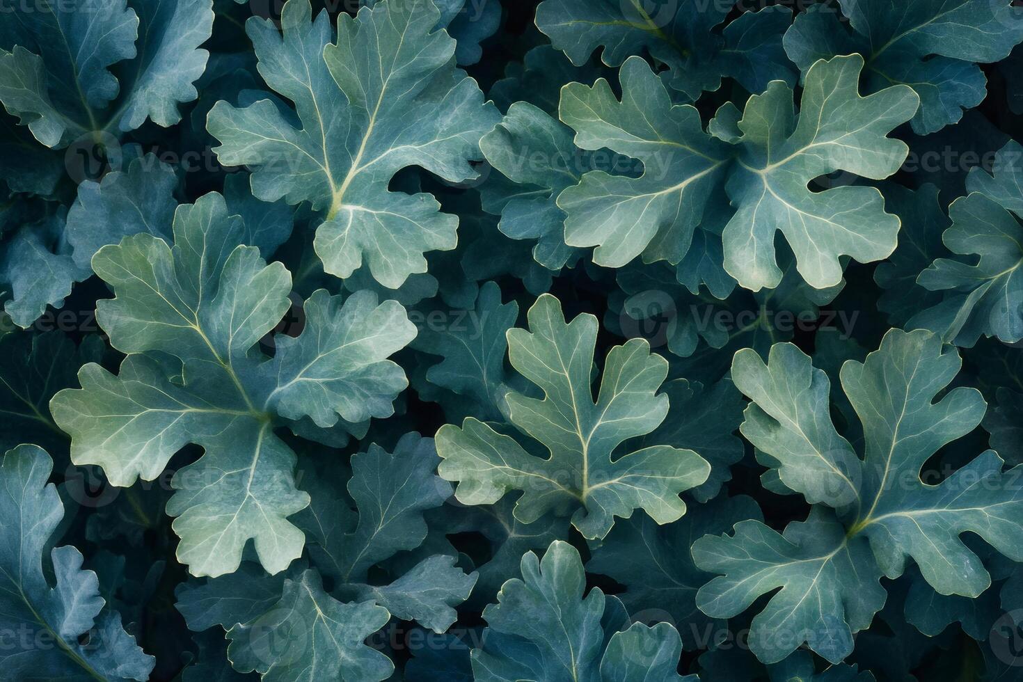 Deep green leaves creating a natural textured background photo
