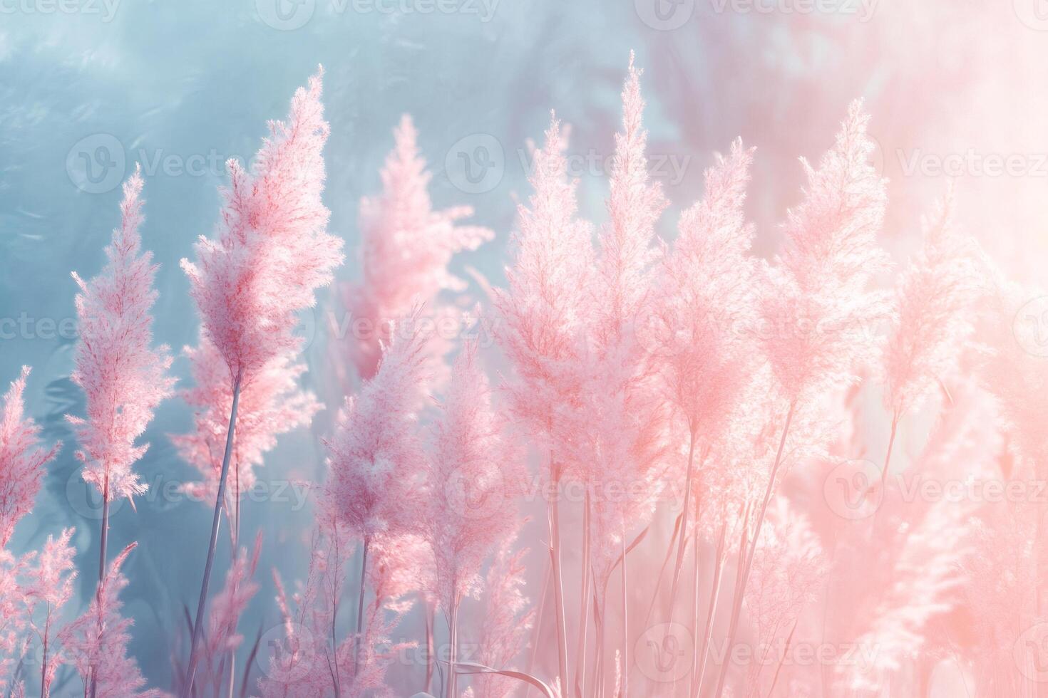 Pink pampas grass blowing in gentle breeze under a pastel sky photo