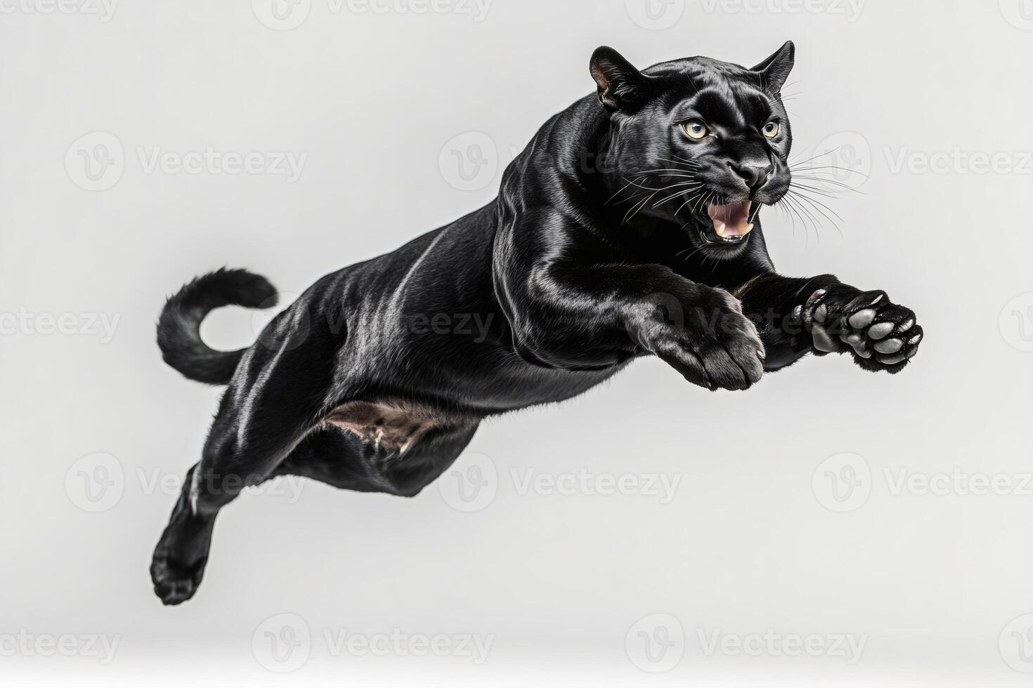 Black panther leaping and roaring with open mouth on white background photo