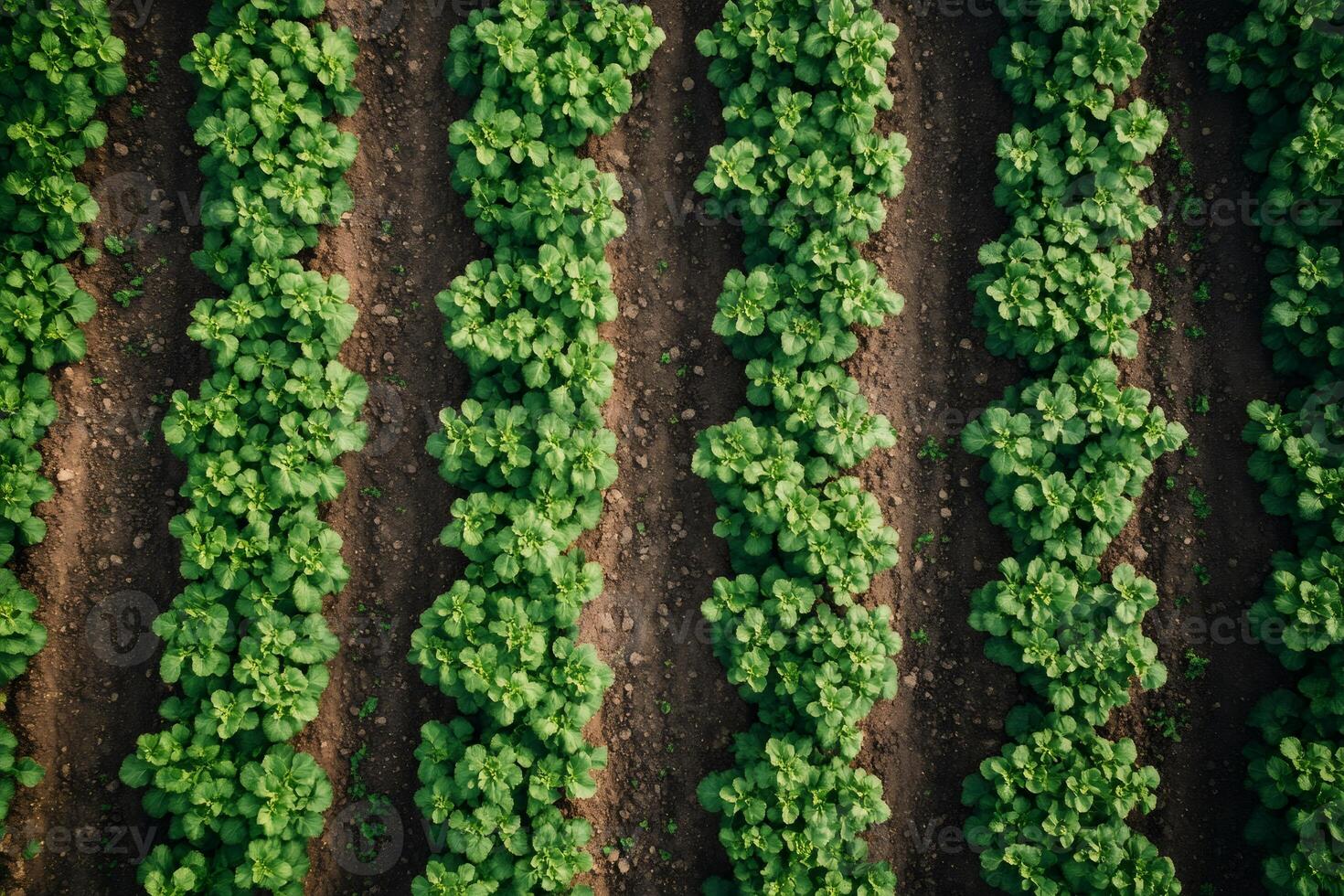 Green crops growing in rows in agricultural field, aerial view photo