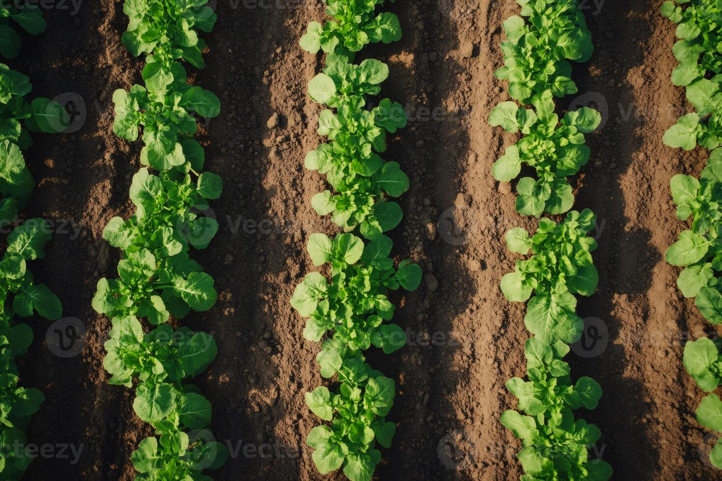 Rows of green lettuce growing in fertile soil in field photo