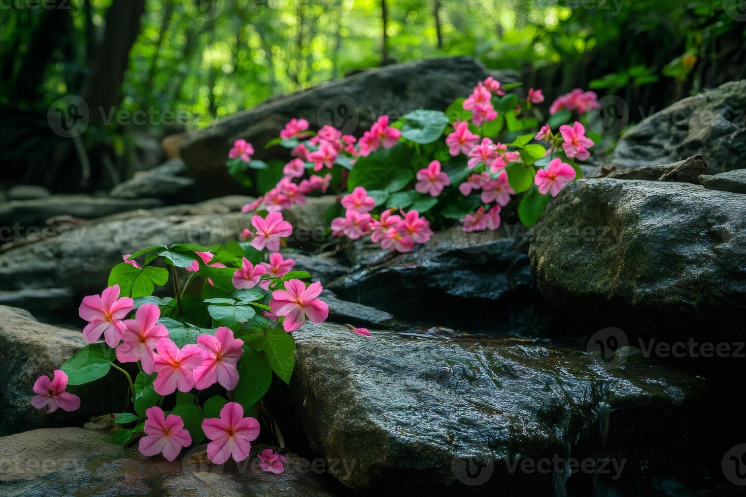 Pink impatiens growing on rocks by a stream in the forest photo