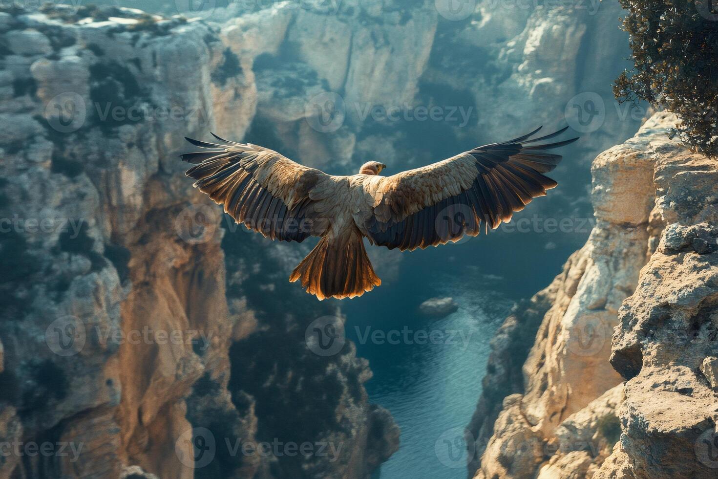Griffon vulture flying over rocky coastline with open wings photo