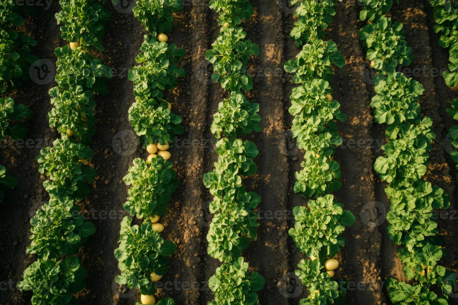 Rows of potato plants growing in a farm field photo