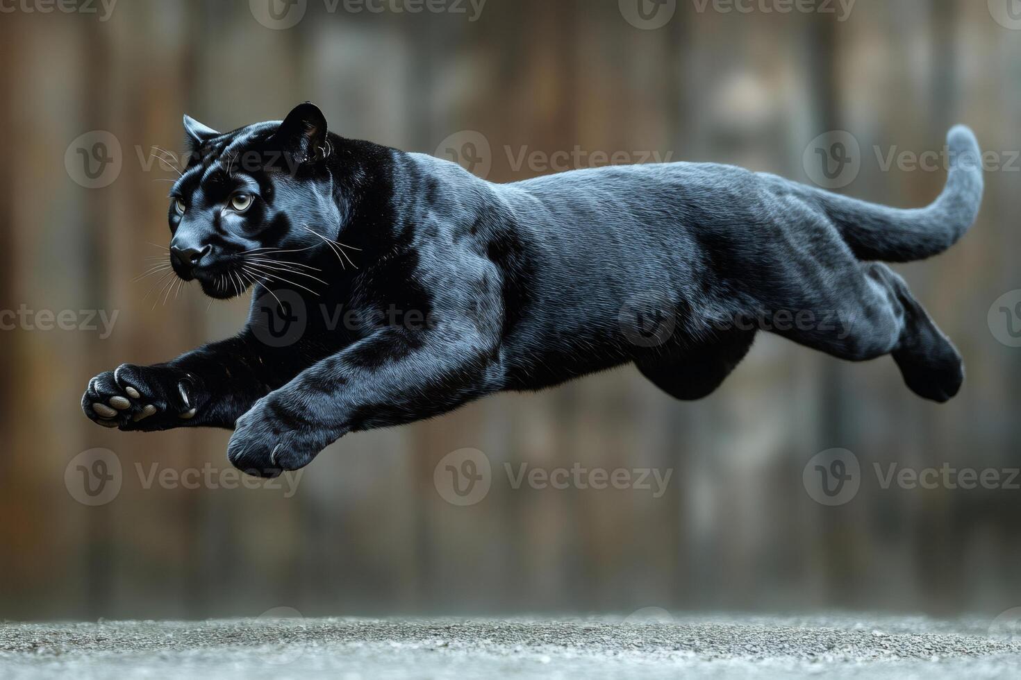Black panther leaping forward with intensity and power photo