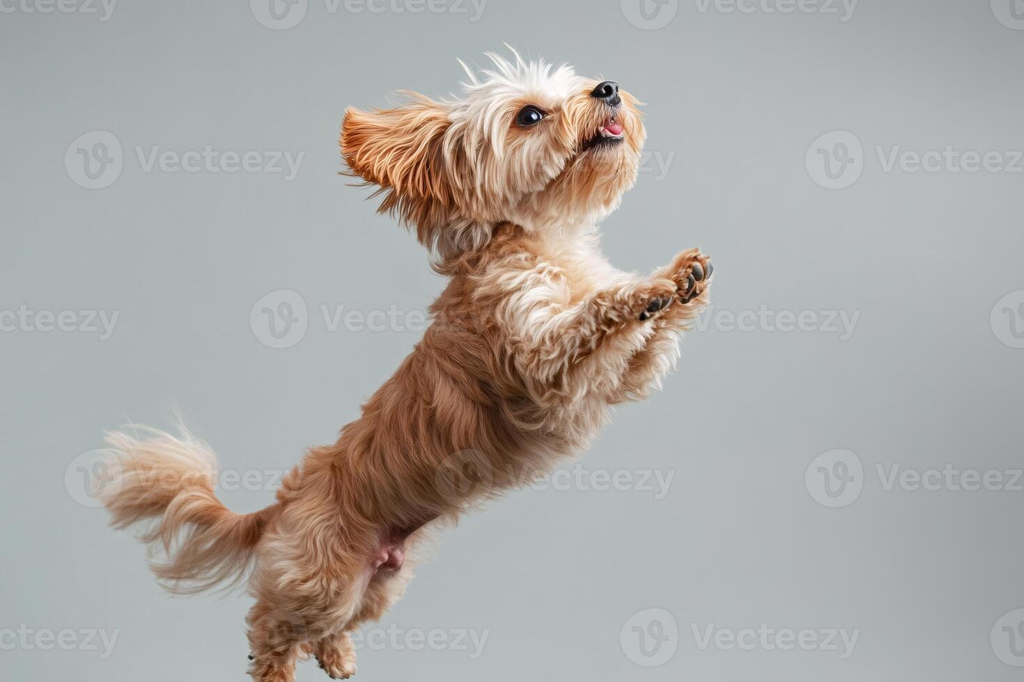 Adorable Small Dog Jumping and Playing on Gray Background photo