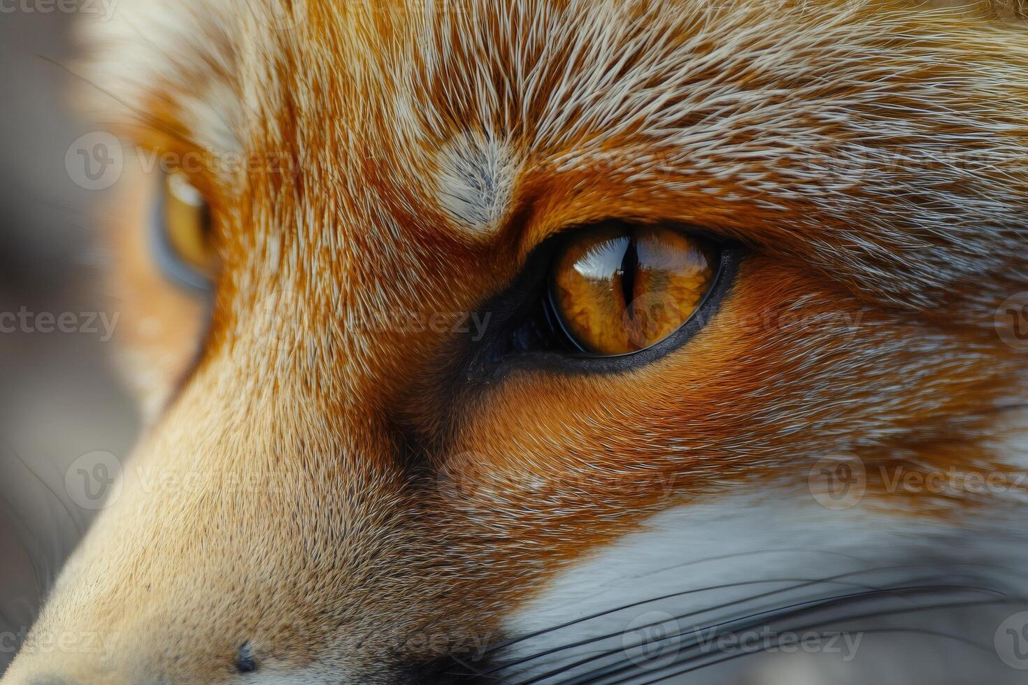 Red fox showing intense gaze in close-up portrait. photo