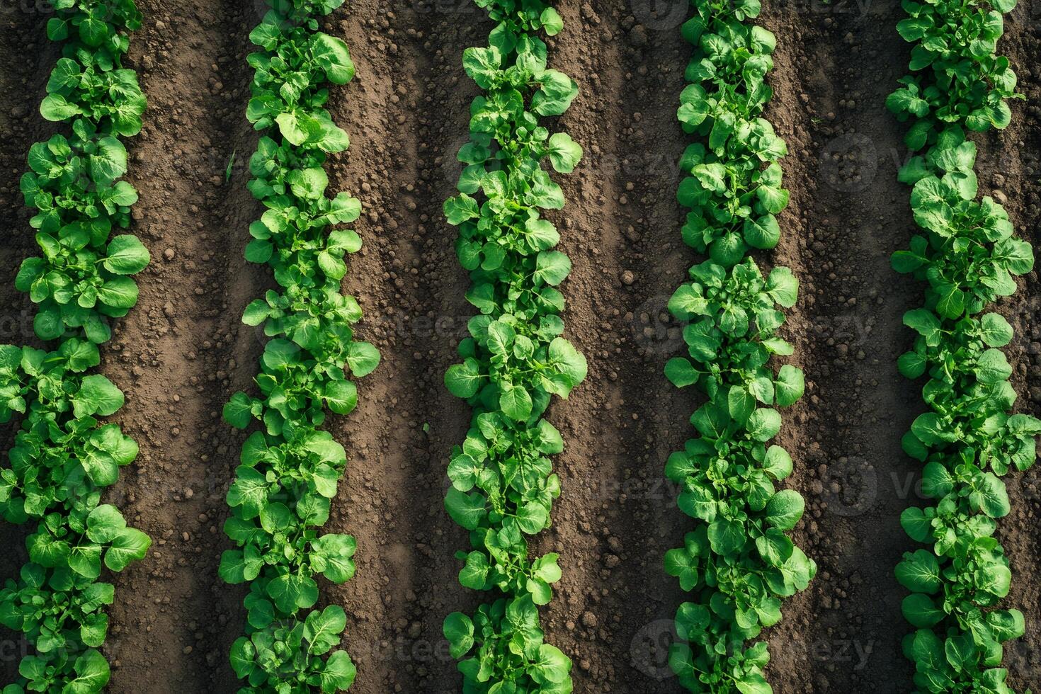Regular rows of green lettuce growing in brown fertile soil photo