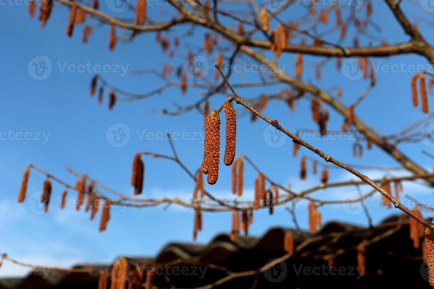 Flowering branches of common hazel against the background of a roof and blue sky photo