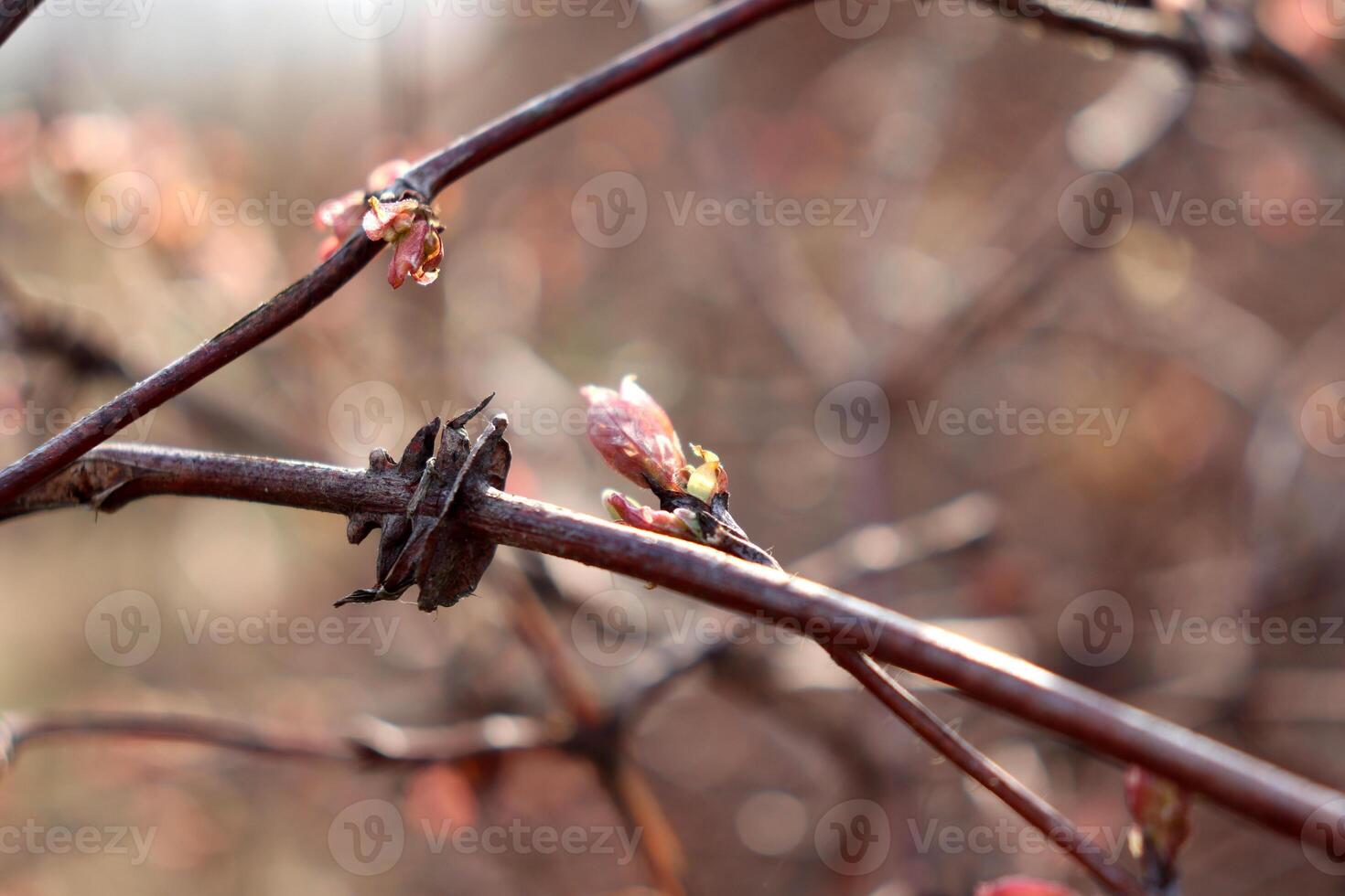 An unusually shaped branch with blossoming buds on a honeysuckle bush photo