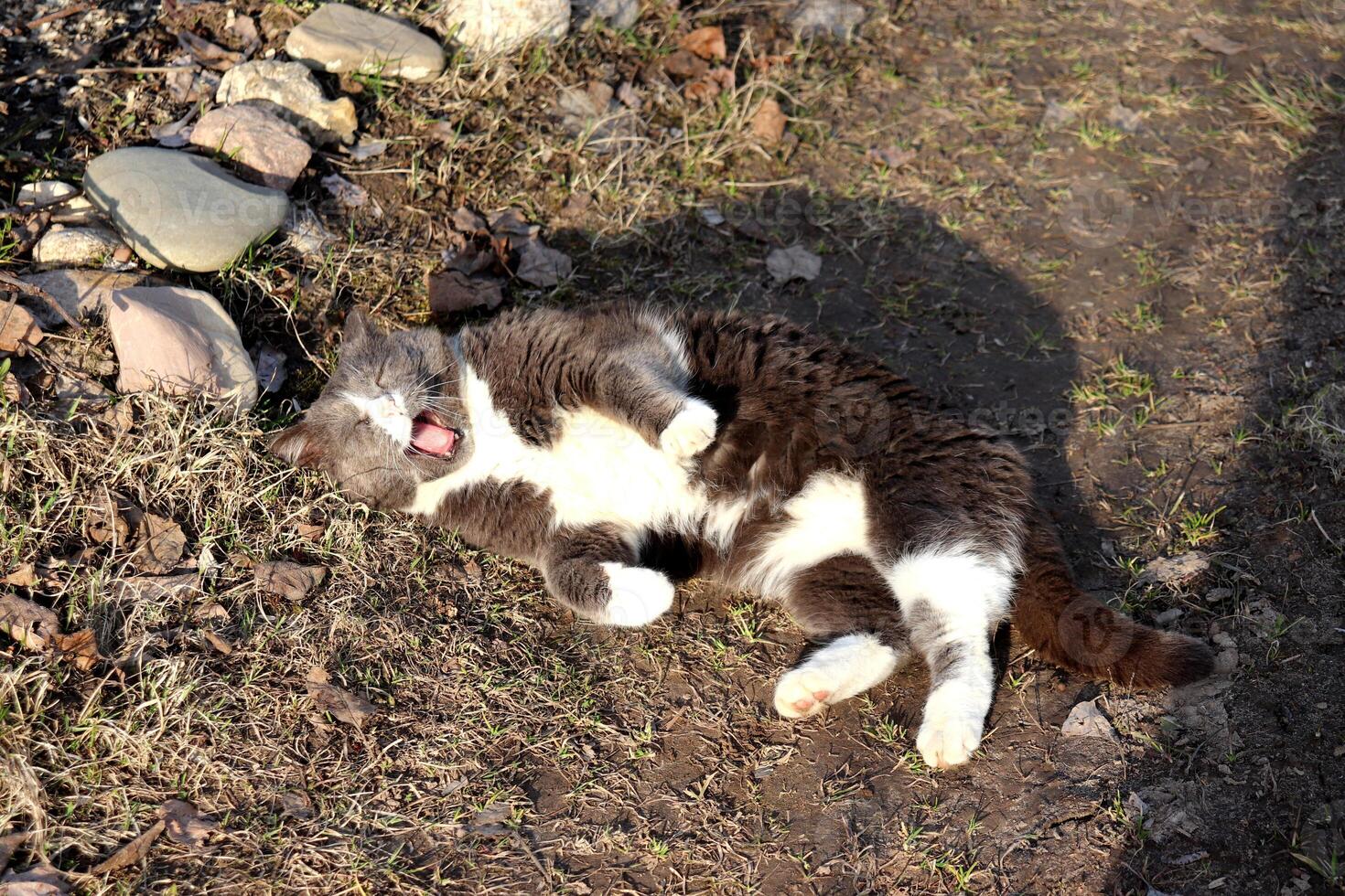 Gray fluffy cat with white chest lies on its back squinting and yawning in the sun on the ground photo