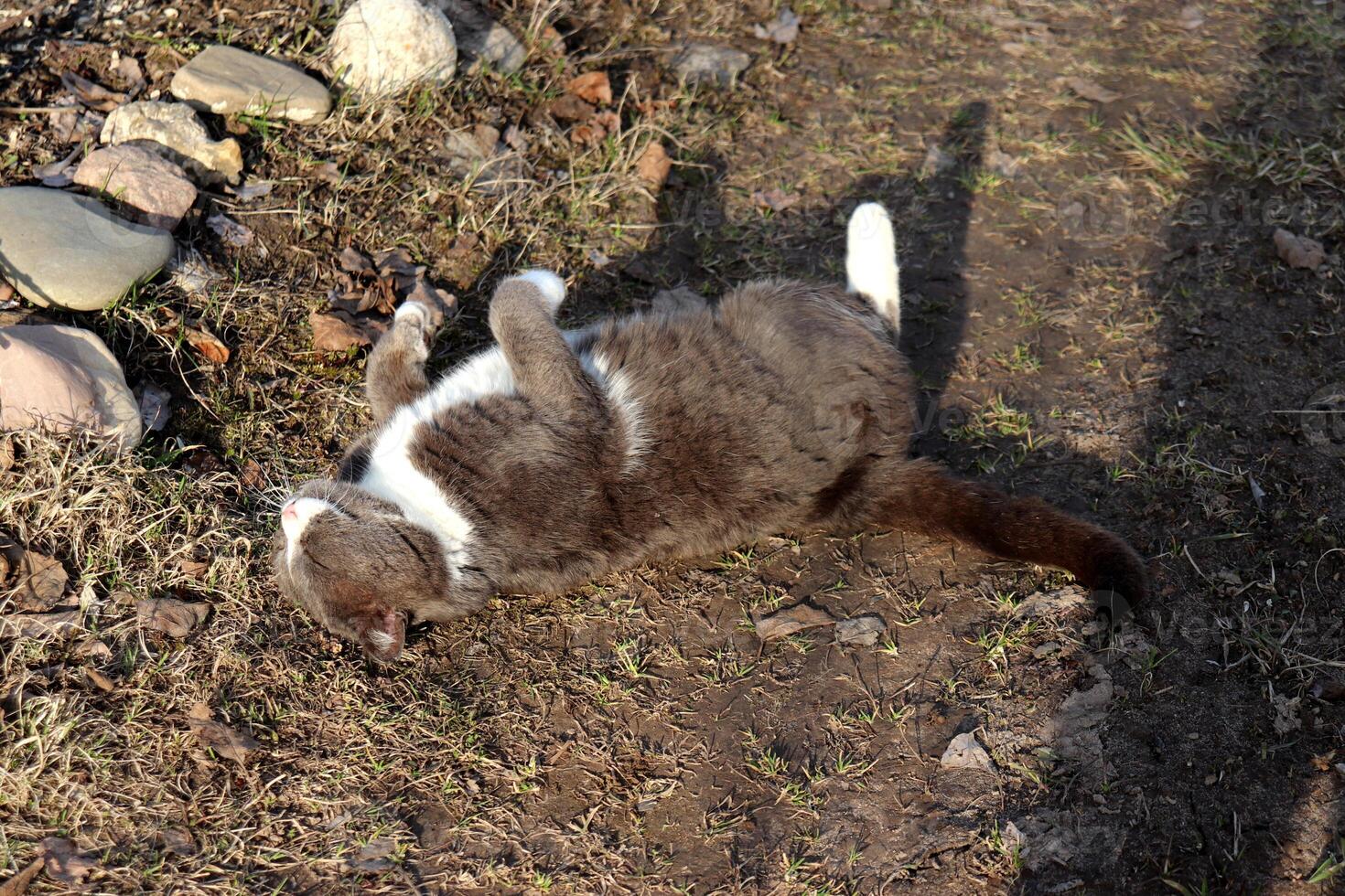 Gray fluffy cat lying on its back with closed eyes on the ground photo