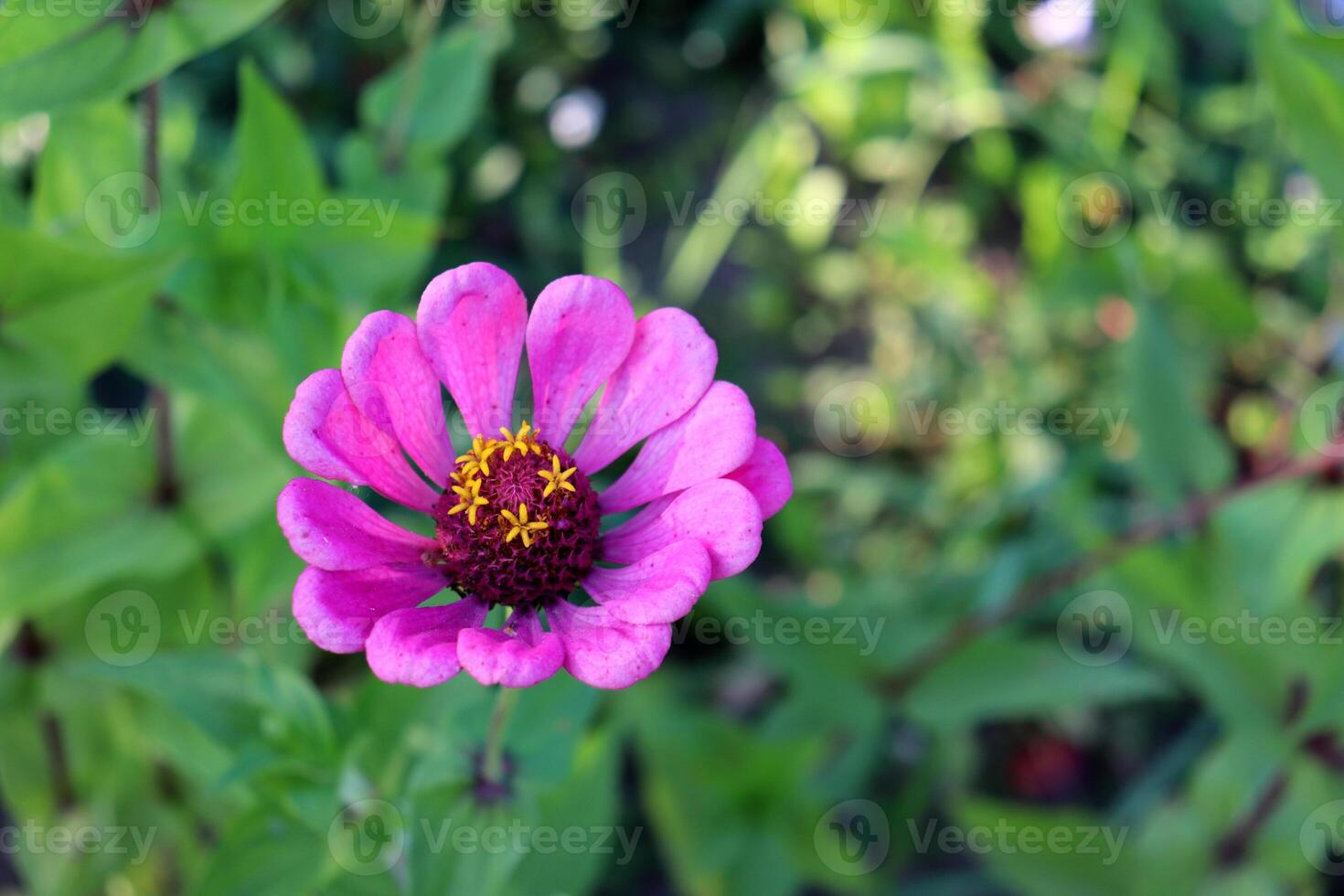 Pink zinnia flower on a flowerbed against the background of foliage in partial shade photo