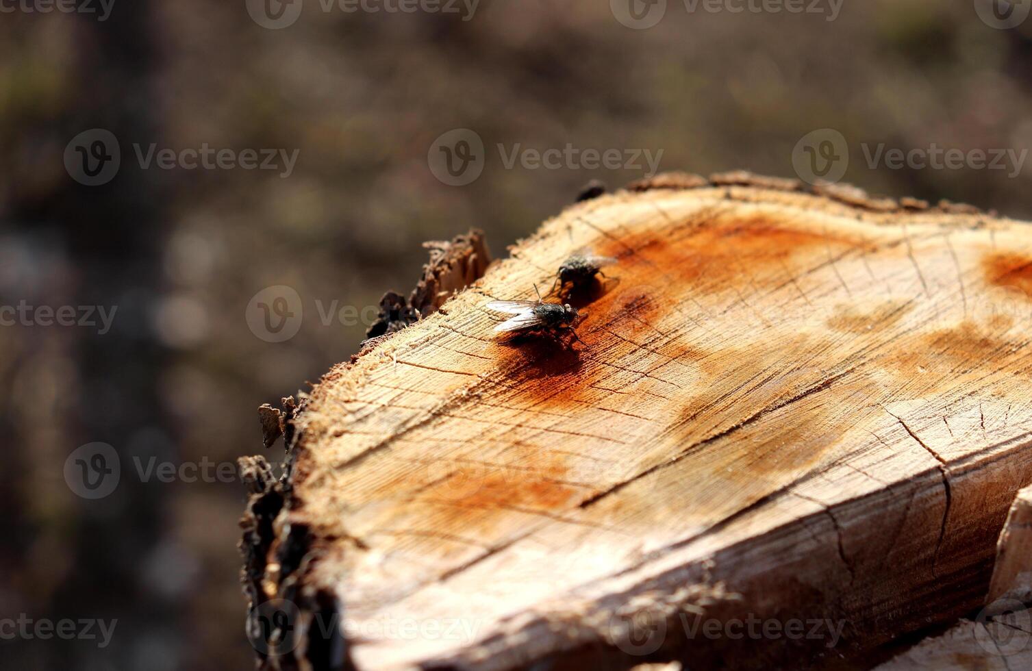 Flies drinking juice on stump of cut apple tree in garden photo