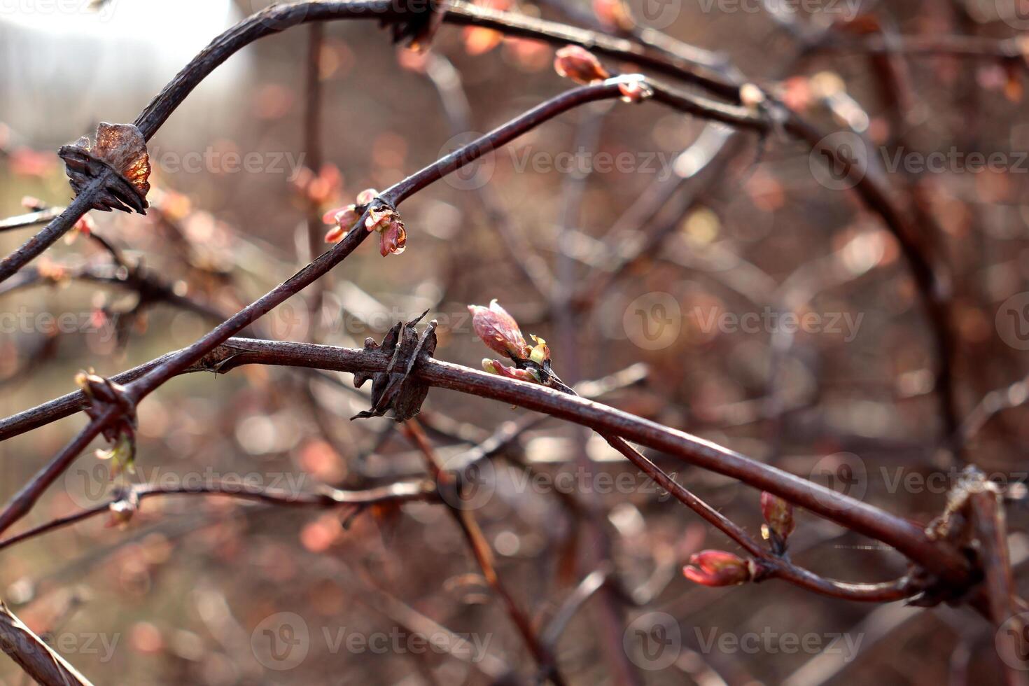 Unusually shaped branches with swollen buds on a honeysuckle bush photo