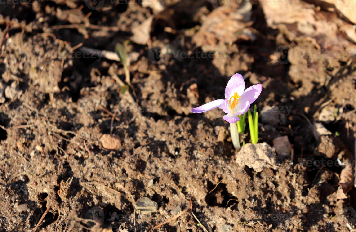 Small delicate crocus flower with sprouts breaking through the soil photo