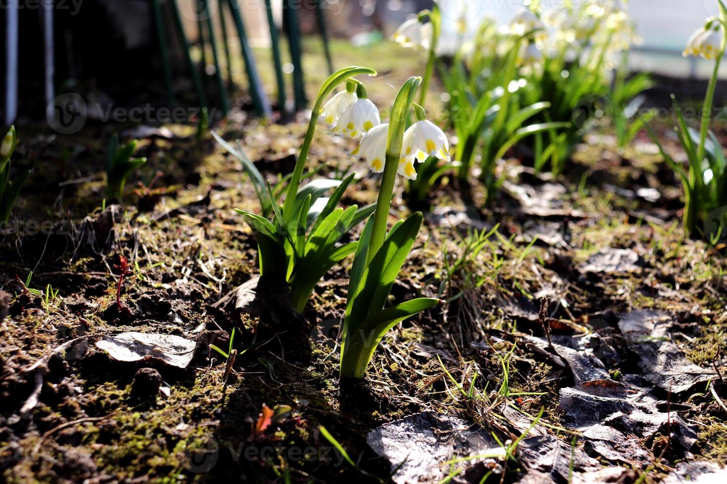gravetye giant leucojum in partial shade with a web on a sunny spring day photo