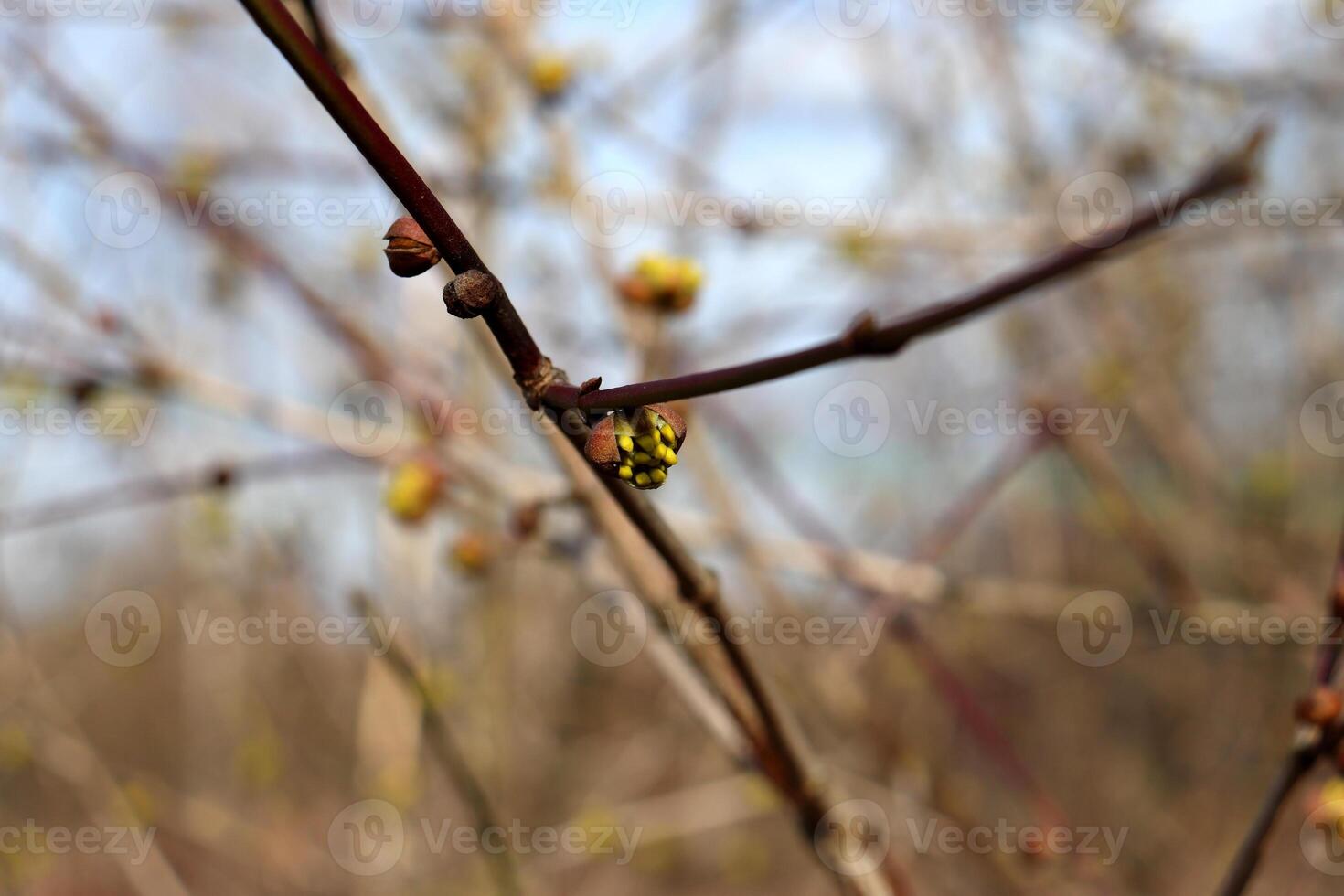 Dogwood bush branch in the form of a slingshot with blossoming buds in partial shade photo