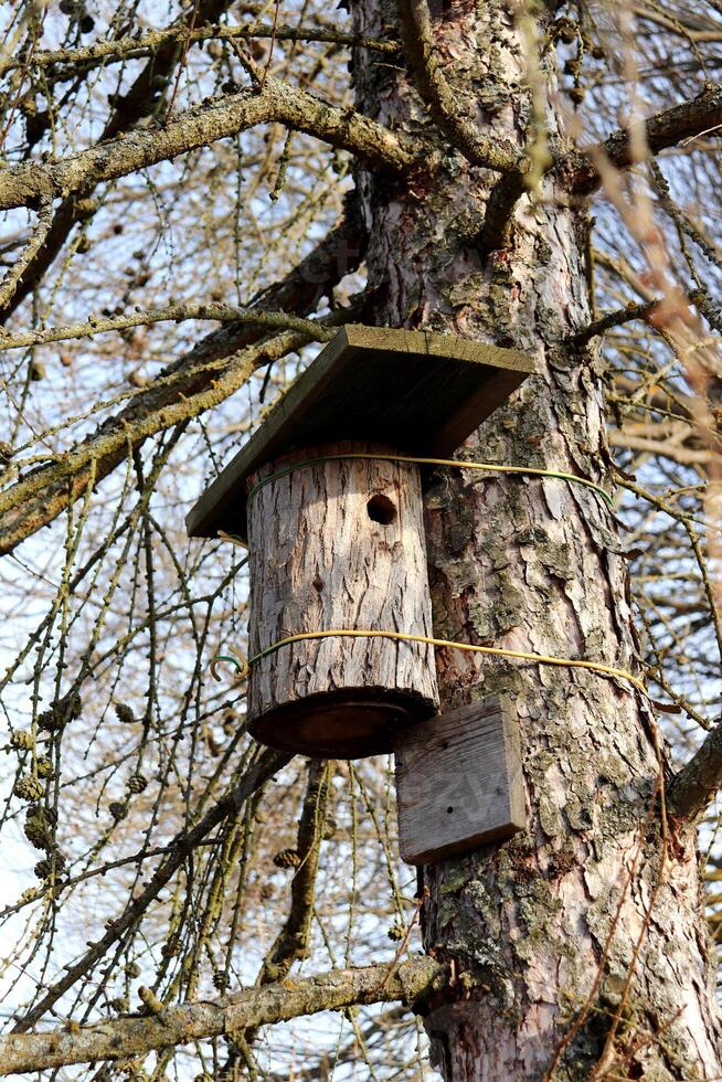 Homemade birdhouse in the form of a log with a hole tied to a pine tree trunk photo
