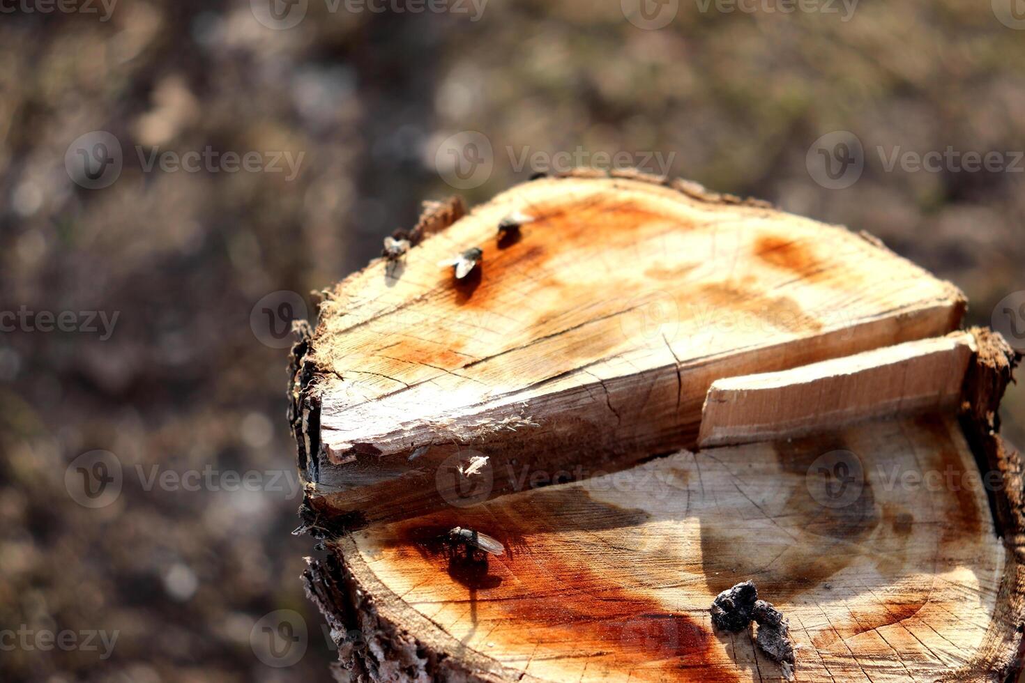 Tree cut, stump on cut apple tree in garden with flies on surface photo
