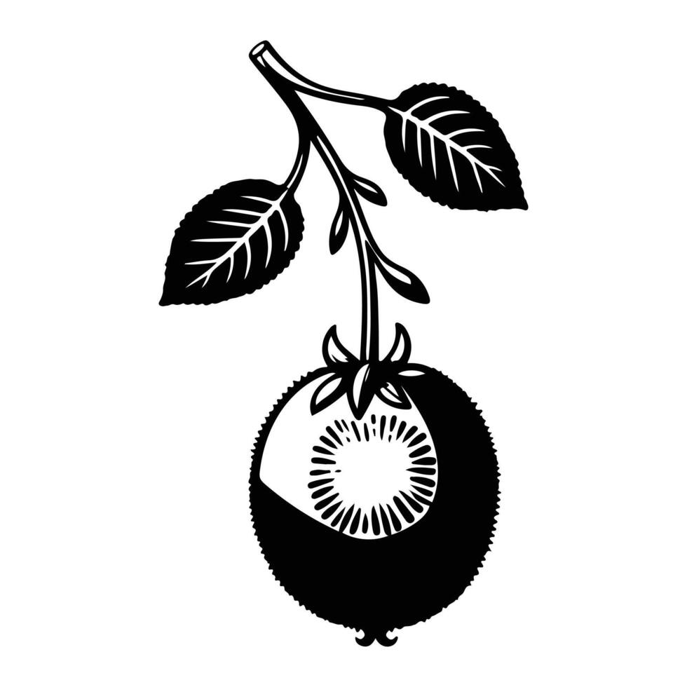 Fresh Organic Kiwi Botanical vector