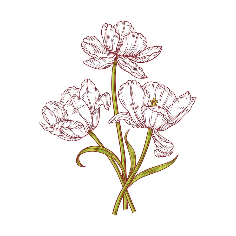 Tulips line art bouquet. Beautiful blooming white flowers with green leaves and stems, isolated on white background. Sketch elements, spring decor for Easter, Mother Day, Canadian Tulip Festival vector