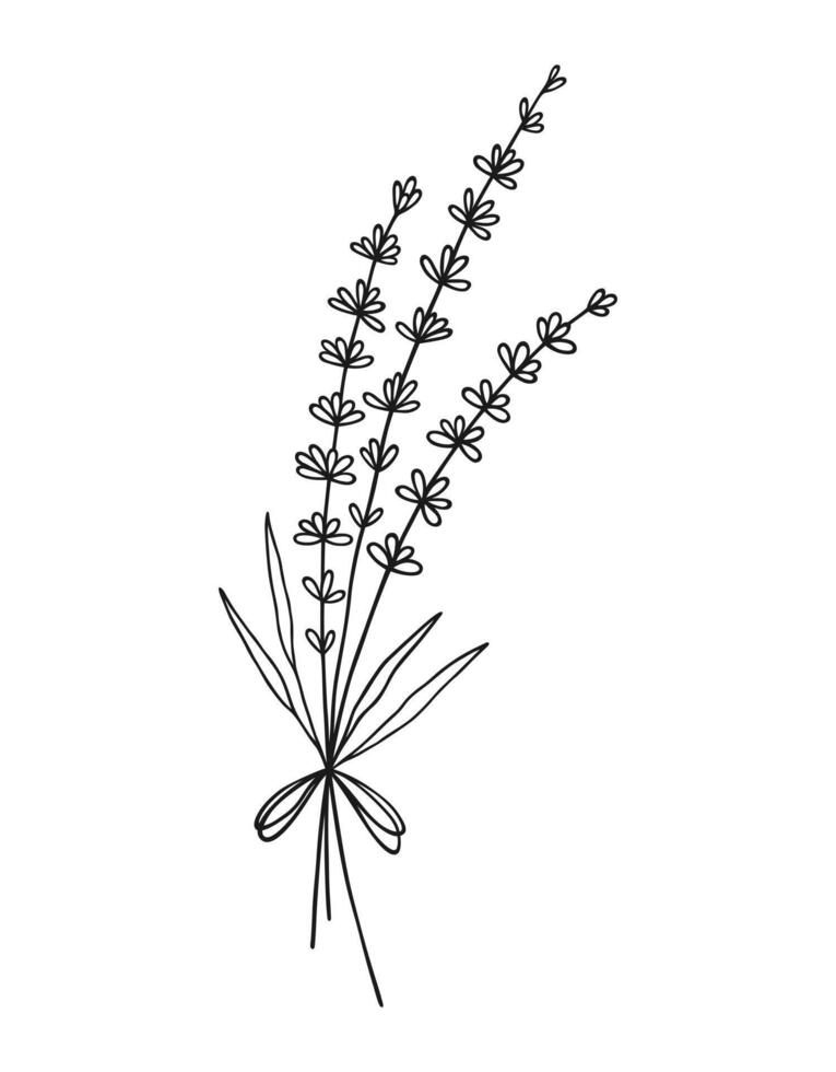 Bouquet of line art lavender flowers. Hand drawn wildflowers in black color, meadow herbs, and wild plants for design projects, illustration vector