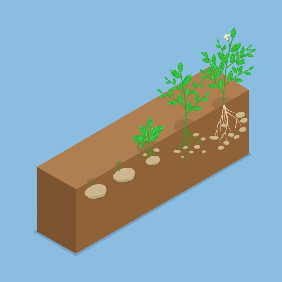 3D Isometric Flat Illustration of Potatoes Reproduction Cycle, Tubers Develop from Stolon, Stems or Roots vector