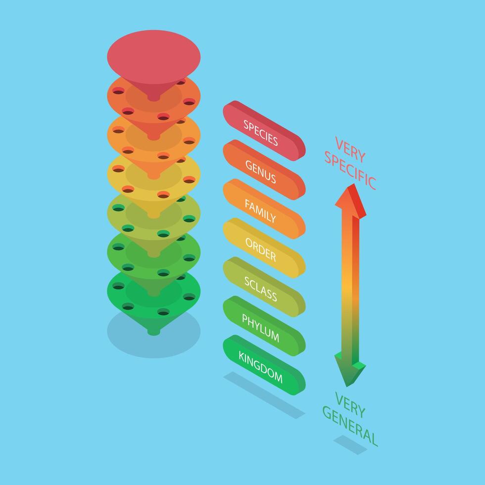 3D Isometric Flat Illustration of Classification System, Major Taxonomic Ranks vector