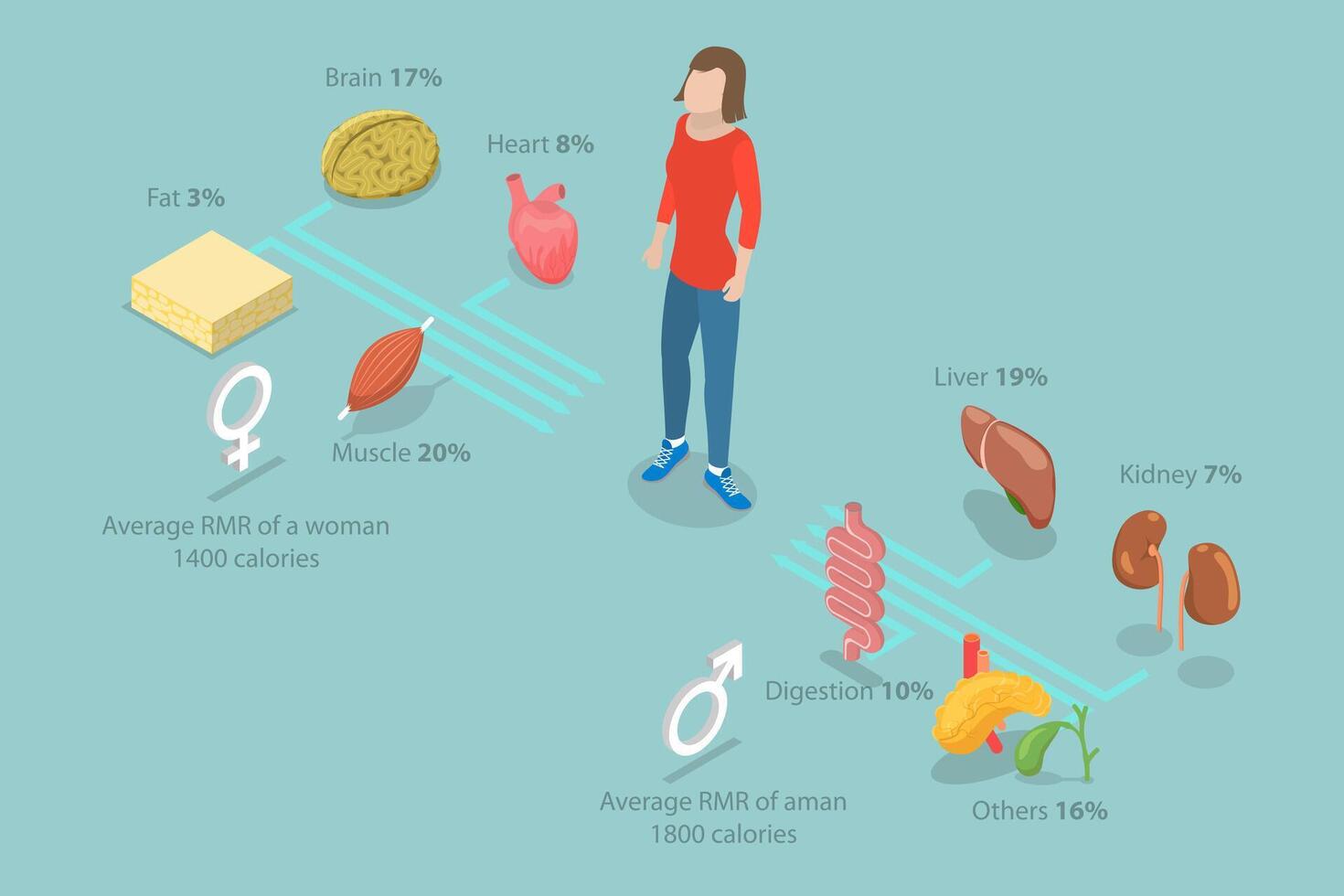 3D Isometric Flat Illustration of Resting Metabolic Rate , Calories Consumption for Everyday Performances vector