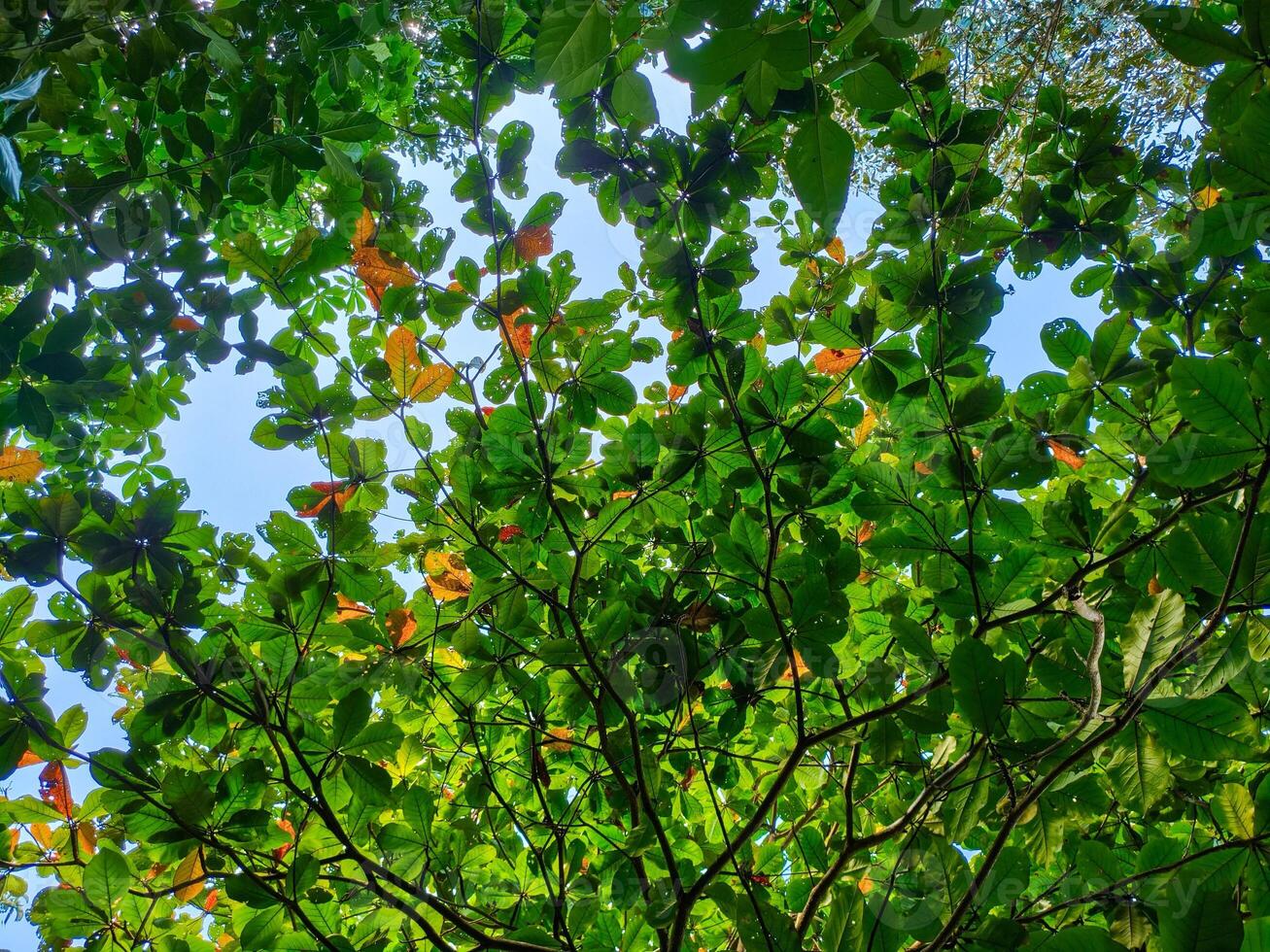 A view up through the leaves of a tree photo