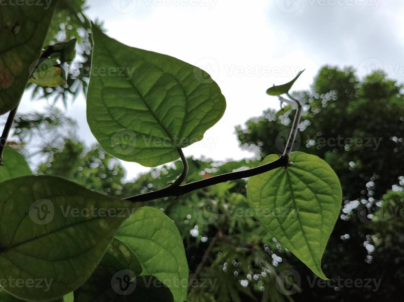 A close up of a leafy plant with a cloudy sky photo