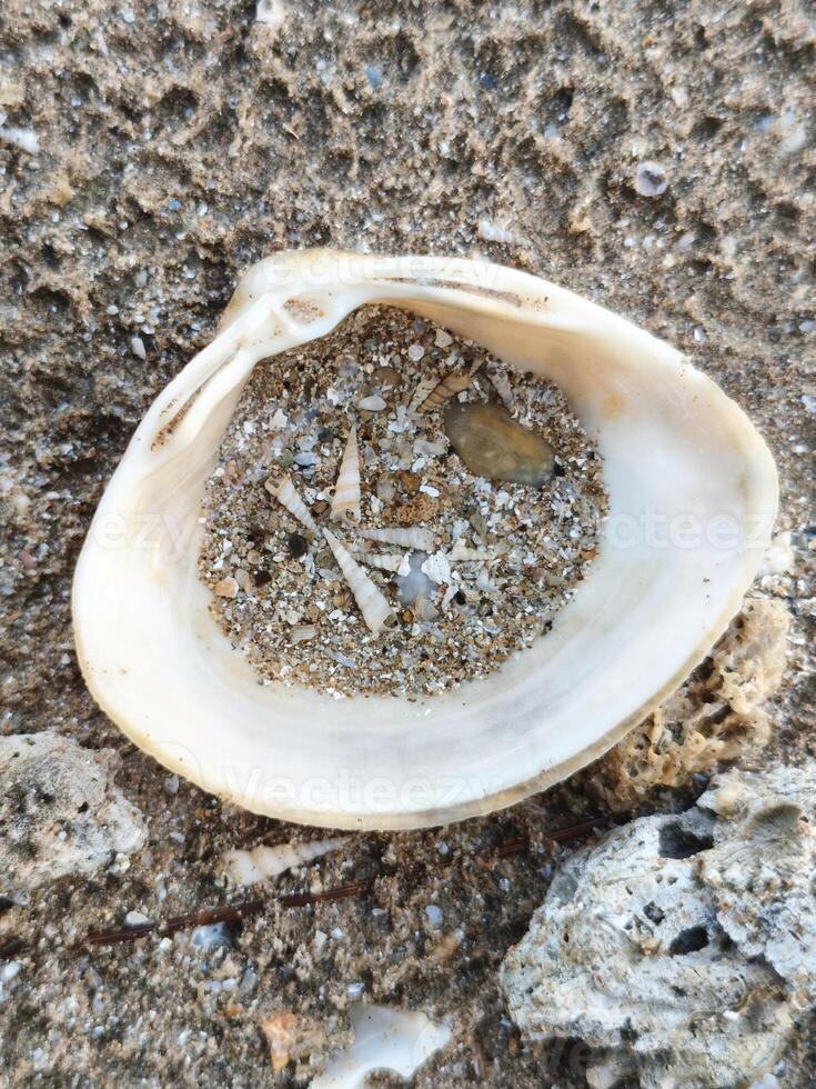Shell with sand and shells on the beach photo