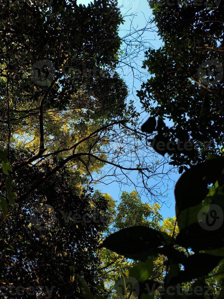 A view of the sky through the canopy of trees photo
