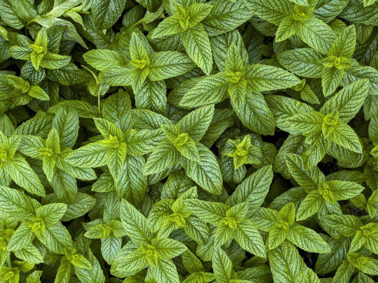 Top view closeup macro photography of green fresh mint herb in the garden photo