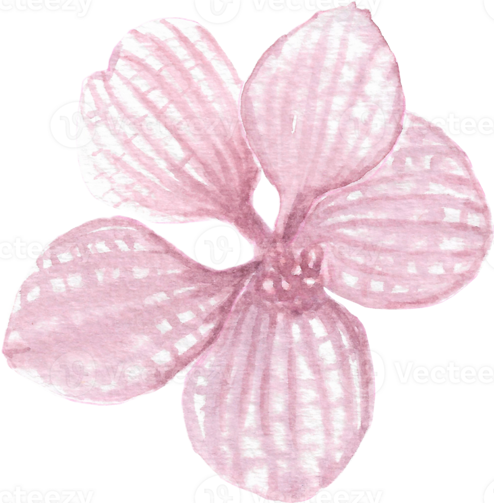 Violet orchid with stripes that is drawn and painted by hand in watercolor fine art style png