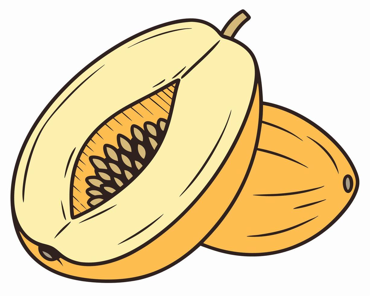 Cantaloupe Melon Halved, Clipart Illustration vector