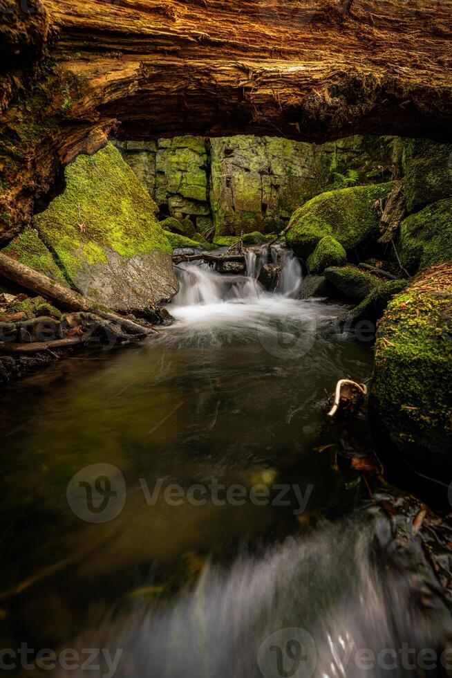 Stream flowing under fallen tree trunk in forest photo