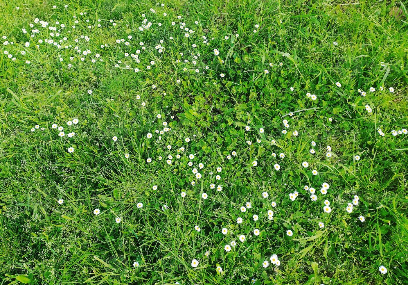 Lush green grass dotted with delicate white daisies. A vibrant spring or summer scene, perfect for nature, environmental, or seasonal themes. Evokes feelings of freshness, peace, and renewal. photo